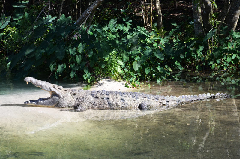 Im Everglades National Parl Alligator im Wasser