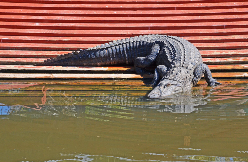 Der Alligator Leo beim ins Wasser gehen im Gatorland Orlando