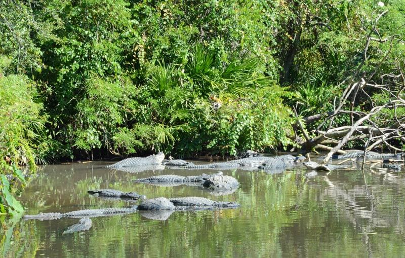 14 Alligatoren sonnen sich im Gatorland in Orlando