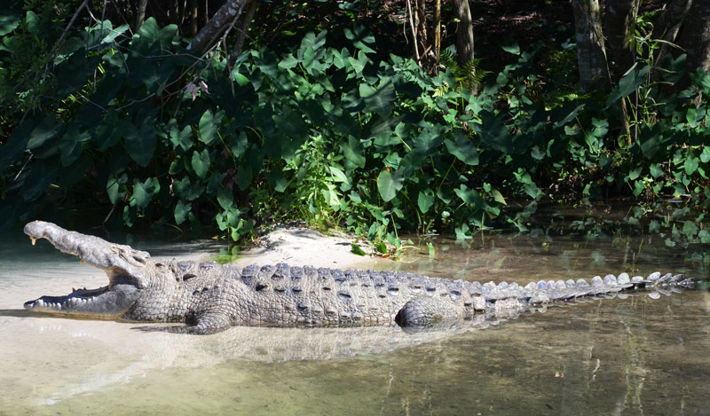 Der Alligator Theo mit offenem Maul im Gatorland Orlando
