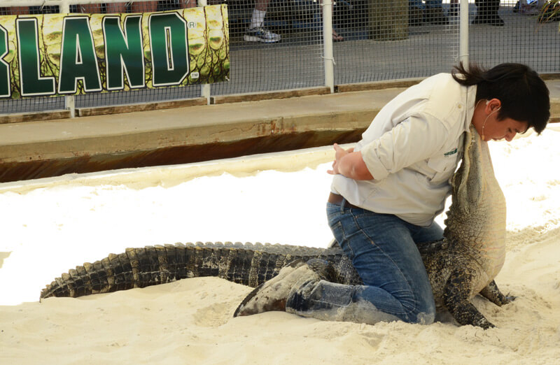 Mitarbeiter hält Alligatoren Maul mit seinem Kinn fest