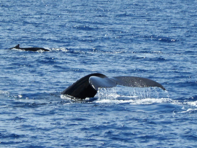 Schwanzflosse eines Wal in Maui