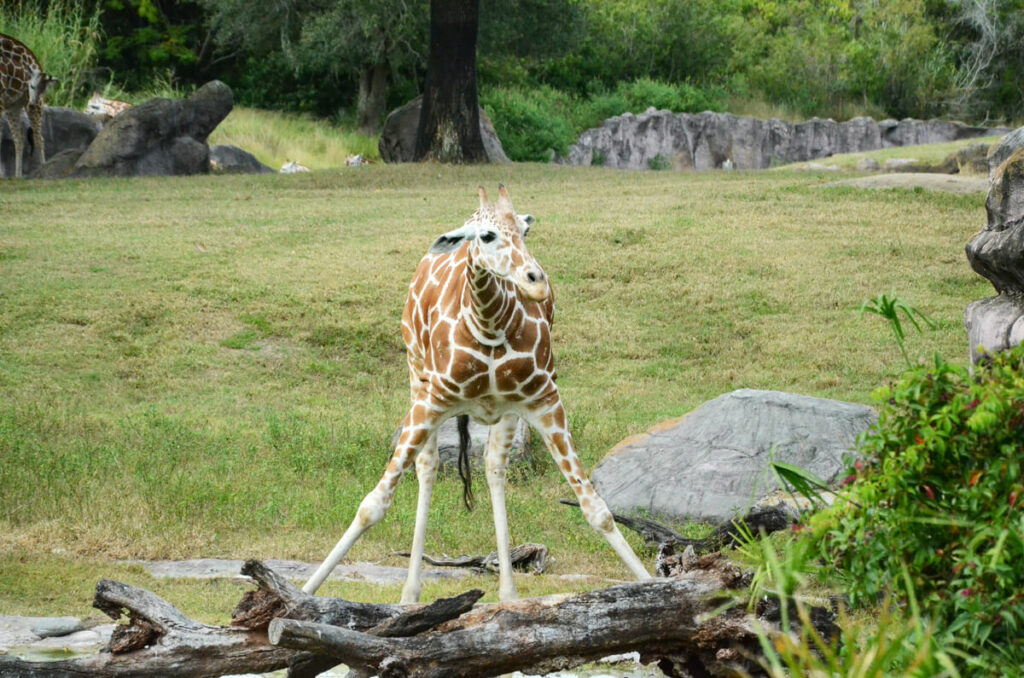 Giraffe im Busch Gardens
