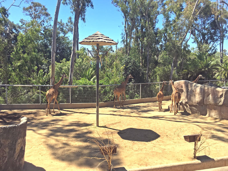 San Diego Zoo Giraffen