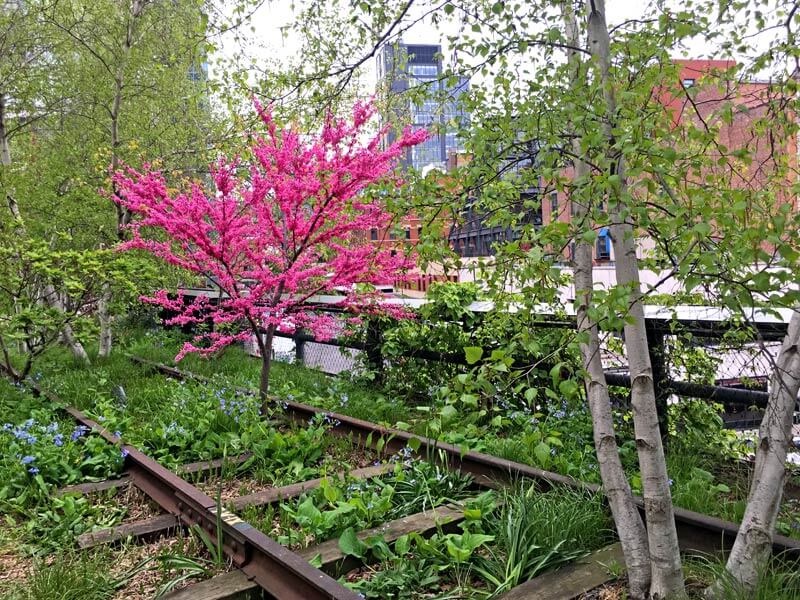 Bäume wachsen auf der High Line in New York