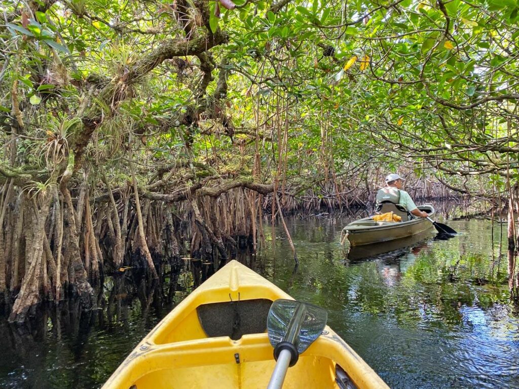 Fahrt durch die MMangrovenwälder in den Evergaldes