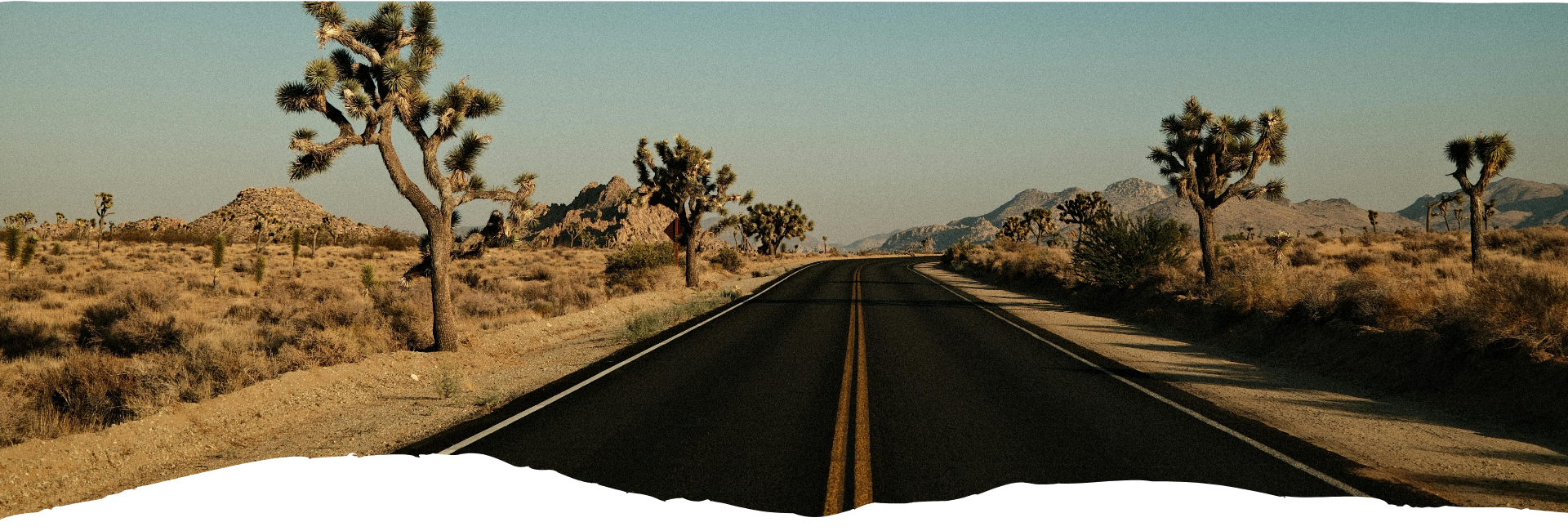 Eine Wüstenstraße in den USA mit Joshua Trees und goldbrauner Landschaft, gesäumt von trockenem Buschland und fernen Bergen unter klarem Himmel.