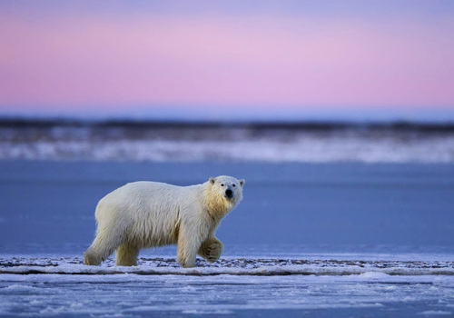 Ein weißer Eisbär läuft über das gefrorene Ufer vor einem ruhigen Meer im sanften Licht des Alaska-Abends.
