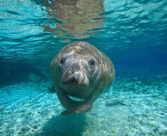 Im klaren türkisfarbenen Wasser schwimmt ein Manatee ruhig über den hellen Meeresgrund vor Florida. Das Licht zeichnet feine Muster auf seine Haut.