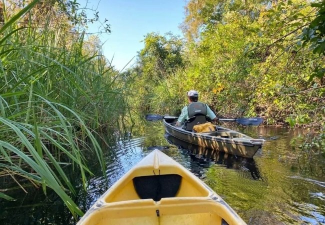 Durch dichte Sumpfvegetation von Big Cypress in Florida gleiten zwei Kajaks auf einem schmalen Wasserlauf unter klarem Himmel.