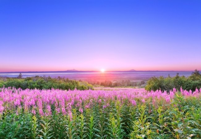 Über einer blühenden Wiese in Alaska geht die Sonne auf, und der Himmel färbt sich blau und rosa.
