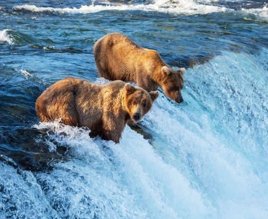 Zwei Braunbären stehen im wilden Wasser an einem sprudelnden Wasserfall in Alaska und blicken aufmerksam in die Strömung.