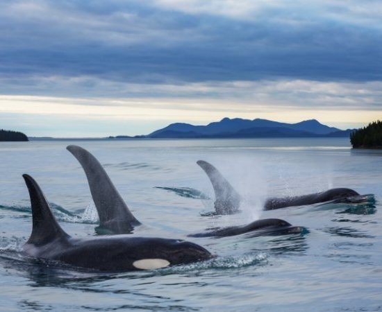 Mehrere Orcas durchbrechen das ruhige Wasser vor einer bewaldeten Küste unter einem bewölkten Himmel in Alaska.