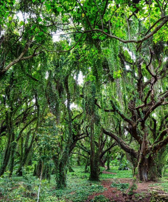 Dichter tropischer Regenwald mit verschlungenen Ästen und üppigem Grün prägt diese stille Hawaii-Landschaft.