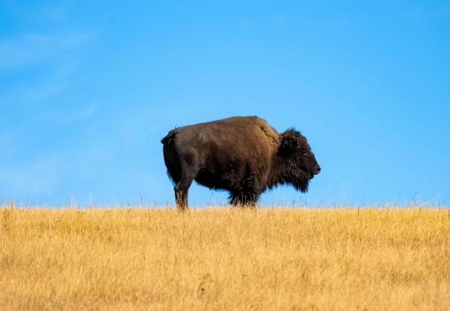 Ein Bison steht reglos auf einer goldenen Prärie unter klarem blauem Himmel und blickt nach rechts.