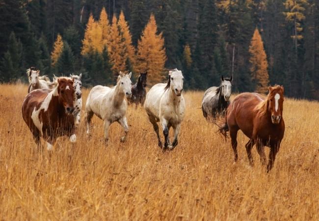 Mehrere Wildpferde laufen durch hohes goldenes Gras vor einem dunklen Wald mit herbstlich gefärbten Bäumen.