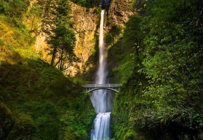 Vor dichtem grünem Wald fällt Multnomah Falls in der Columbia River Gorge über eine schmale Brücke in die Tiefe.