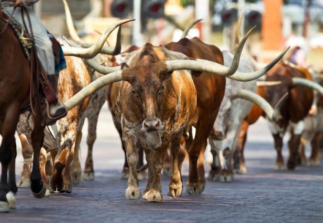 Mehrere Texas-Longhorns mit langen Hörnern laufen über eine Straße, links ist ein Reiter im Bildausschnitt zu sehen.
