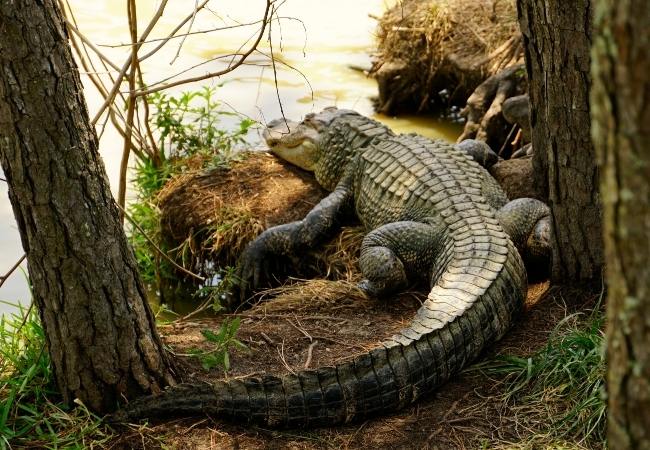 Ein großer Alligator liegt ausgestreckt am bewachsenen Ufer zwischen Bäumen, Wurzeln und Gras am Wasser.