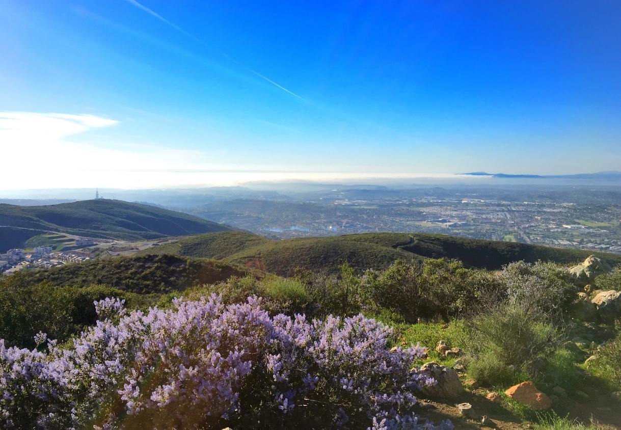 Über sanften Küstenhügeln liegt ein weiter Blick auf die Stadt, während violette Wildblumen den Vordergrund füllen.
