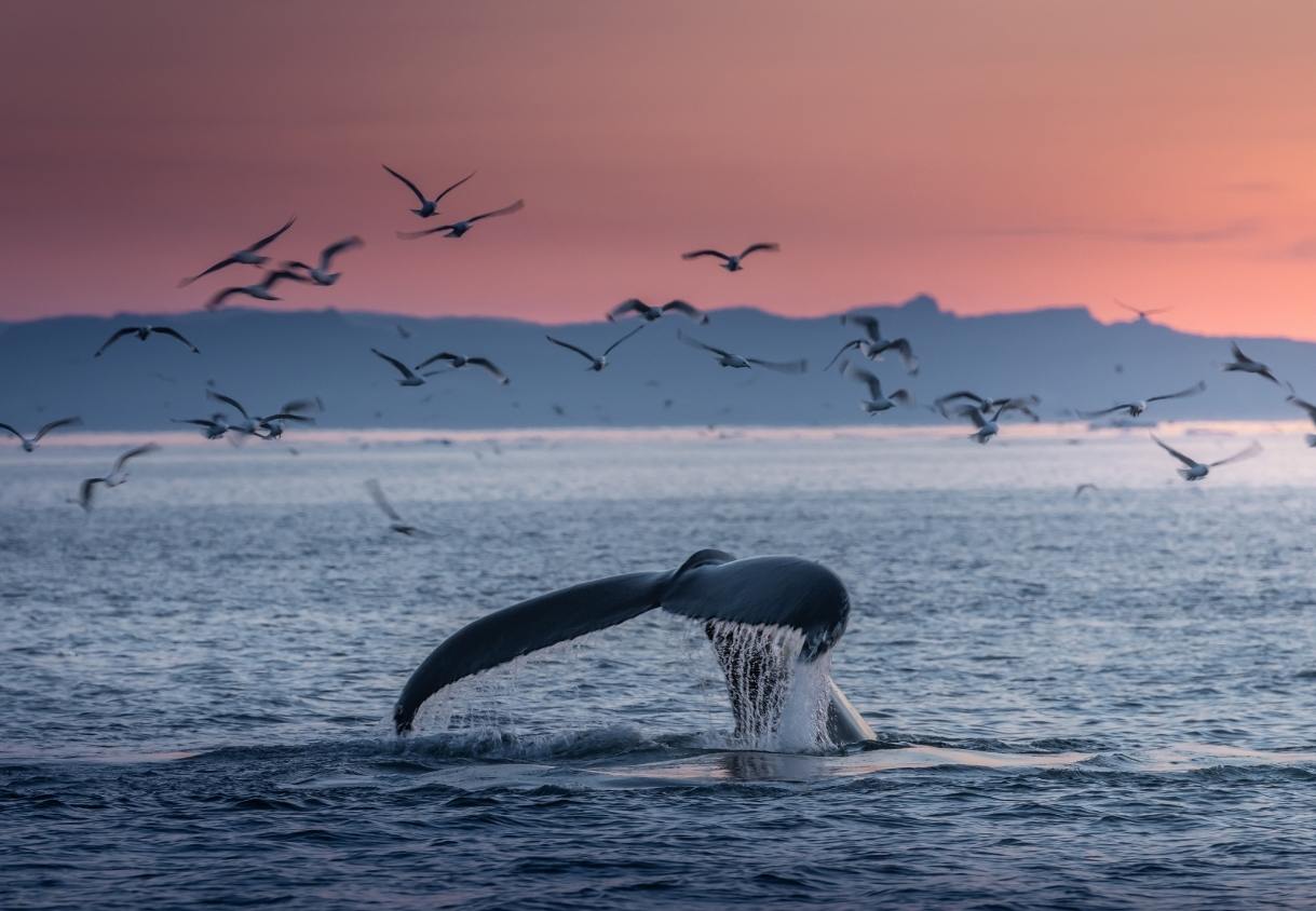 Eine Walfluke taucht vor ruhiger See auf, während Möwen über dem Wasser und ein rosa Abendhimmel darüber liegen.
