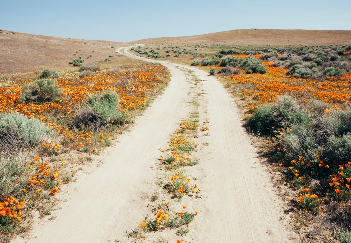 Eine sandige Piste führt durch trockene Hügel, die dicht mit orangefarbenen Wildblumen und Buschwerk bewachsen sind.