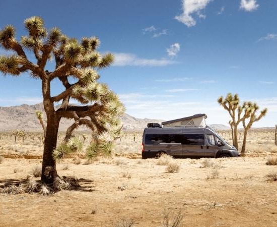 Ein dunkles Wohnmobil steht in einer trockenen Wüstenlandschaft zwischen Joshua-Bäumen unter blauem Himmel.