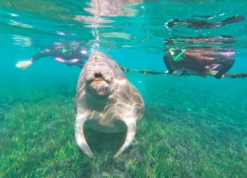 Im klaren Wasser von Crystal River schwimmt eine Seekuh zwischen zwei Schnorchlern über Seegras, während Lichtreflexe den Untergrund zeichnen.