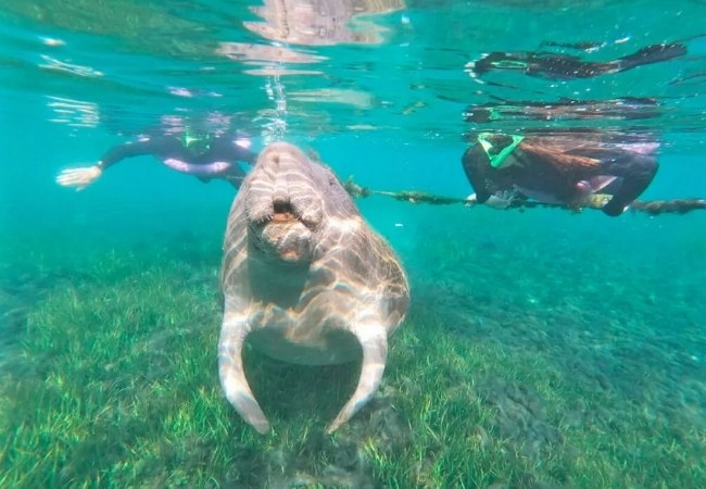 Im klaren Wasser von Crystal River schwimmt eine Seekuh zwischen zwei Schnorchlern über Seegras, während Lichtreflexe den Untergrund zeichnen.