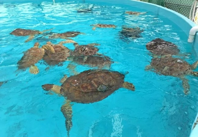 Im Turtle Hospital in Marathon schwimmen mehrere verletzte Meeresschildkröten in einem hellblauen Becken und bewegen sich dicht beieinander ruhig.