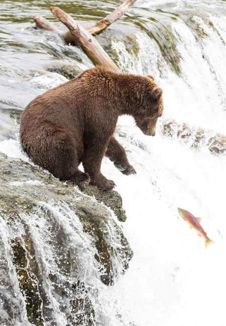 Ein brauner Bär sitzt am Rand eines Wasserfalls und blickt auf einen springenden Lachs im klaren Wasser.