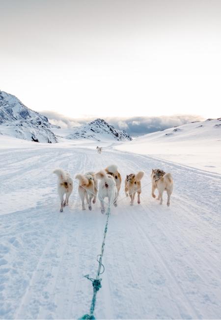 Sechs Schlittenhunde ziehen ein Gespann über eine verschneite Allee in der weiten Alaska-Landschaft.