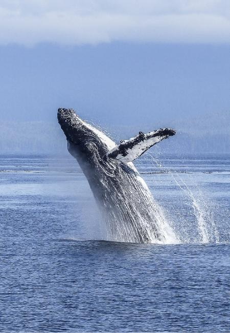 Ein Buckelwal springt vor der Küste von Kenai Fjords aus dem Wasser und wirbelt dabei eine hohe Gischt auf.