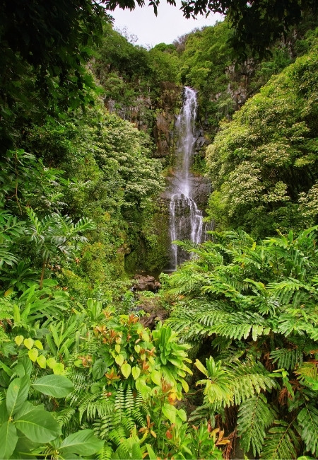 Ein schmaler Wasserfall stürzt durch dichten tropischen Regenwald auf Maui, umgeben von üppigem grünem Laub.
