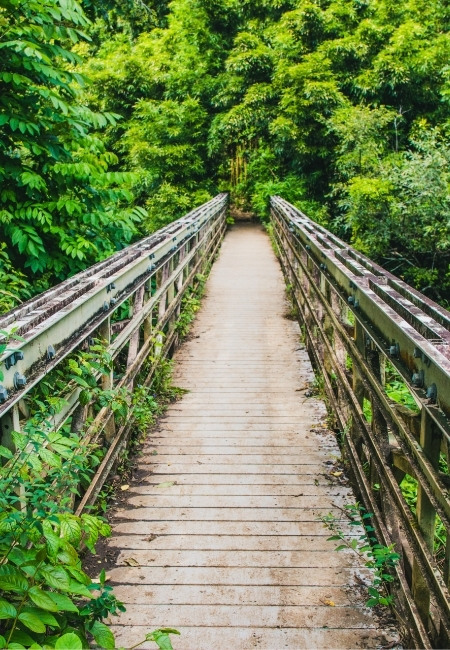 Eine schmale Holzbrücke führt durch dichten Regenwald auf Hawaii, umgeben von üppigem, leuchtend grünem Blattwerk.