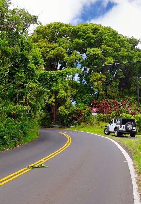 Auf der kurvigen Road to Hana auf Maui fährt ein Jeep an dichtem tropischem Grün und einem Vorfahrtsschild vorbei.