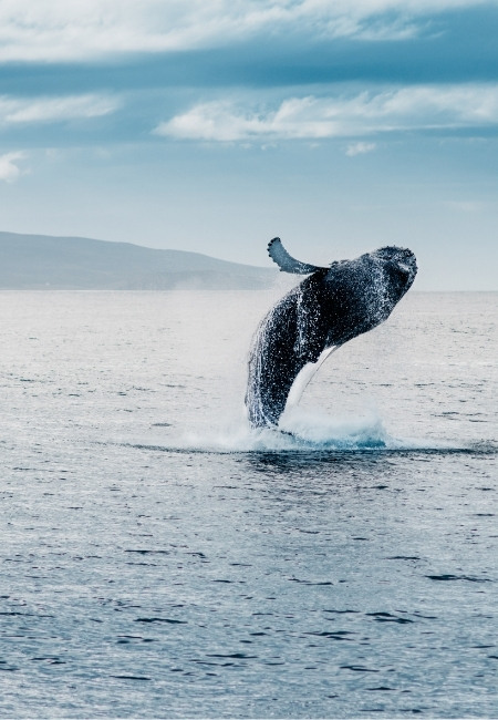 Ein Buckelwal springt aus dem Meer vor Maui, während am Horizont eine ruhige Küstenlinie zu sehen ist.