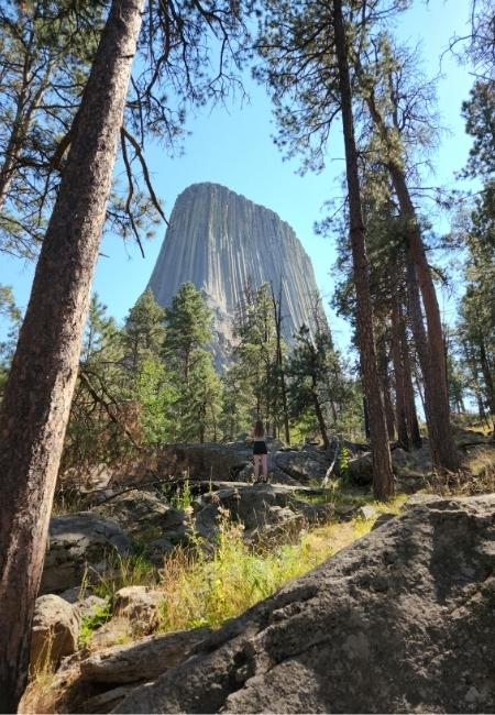 Zwischen Kiefern erhebt sich der Devils Tower National Monument über felsigem Boden unter blauem Himmel.