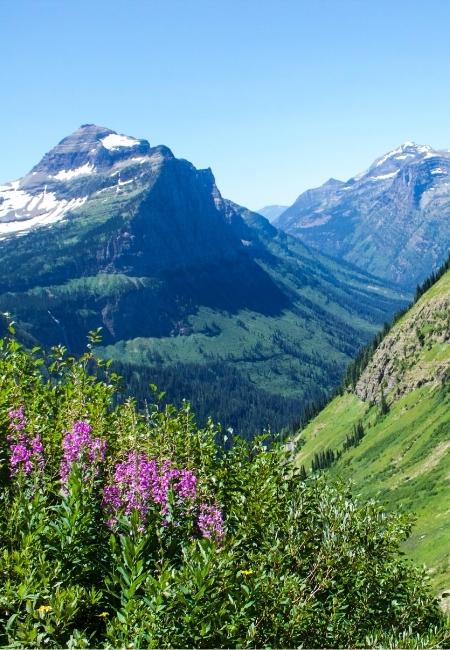 Zwischen grünen Tälern und schneebedeckten Gipfeln erhebt sich die Bergwelt im Glacier Nationalpark unter klarem Himmel.