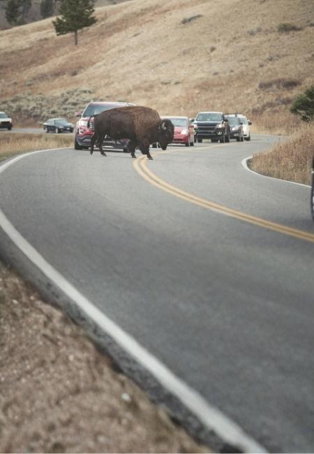 Ein Bison überquert die kurvige Wildlife Loop im Custer State Park, während mehrere Autos hinter ihm warten.
