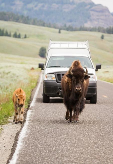 Im Lamar Valley laufen ein Bison und ein Kalb vor einem weißen Van über die Straße zwischen grünen Hügeln.