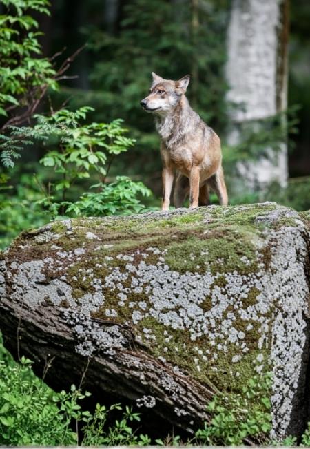 Ein Wolf steht aufmerksam auf einem moosbedeckten Felsen im dichten Wald bei der Wolfsbeobachtung mit Biologen-Guide.