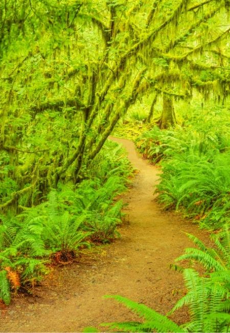 Ein schmaler, schlammiger Pfad führt durch den moosgrünen Hoh Rainforest mit Farnen und dicht bewachsenen Baumstämmen.