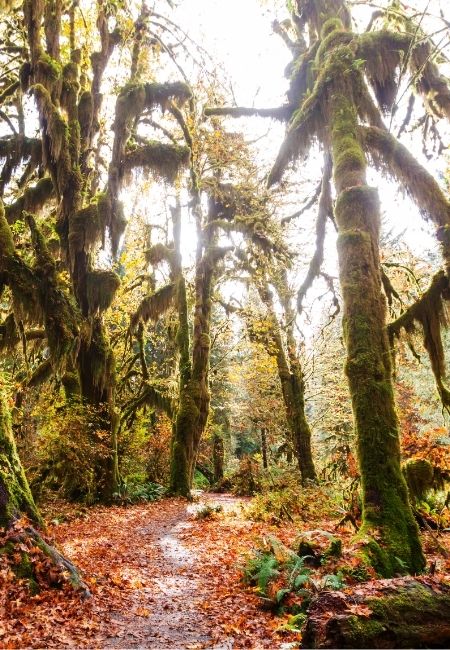 Ein moosiger Waldpfad führt durch dichten Regenwald im Olympic National Park mit nassem Laub und hohen Baumstämmen.