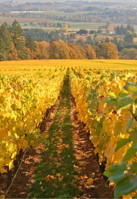 Im Willamette Valley ziehen sich goldene Weinreben in Reihen durch die herbstliche Landschaft des Pacific Northwest.