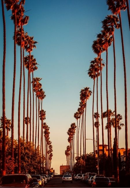 In Los Angeles säumen hohe Palmen eine breite Straße, während der Abendhimmel über den Autos warm verblasst.