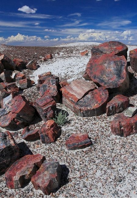Versteinerte Baumstämme liegen auf hellem Geröll im Petrified Forest National Park unter tiefblauem Himmel.