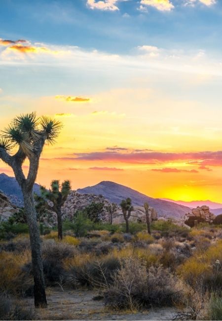 Im Joshua Tree Nationalpark leuchten Joshua Trees und Wüstenbüsche vor Hügeln im warmen Sonnenuntergang.
