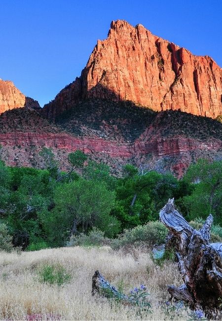 Vor dem Zion National Park bei Springdale ragen rote Sandsteinwände über grüne Büsche und trockenes Gras im Abendlicht auf.