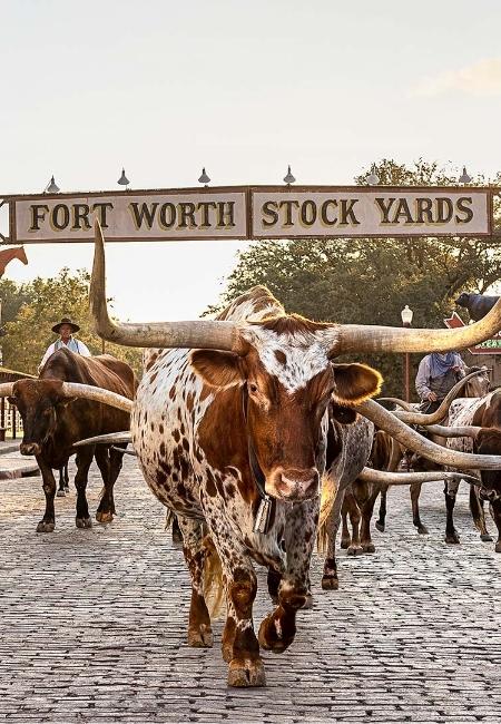 Vor dem Eingang der Fort Worth Stock Yards gehen braun-weiße Longhorn-Rinder über das Pflaster, Cowboys stehen im Hintergrund.